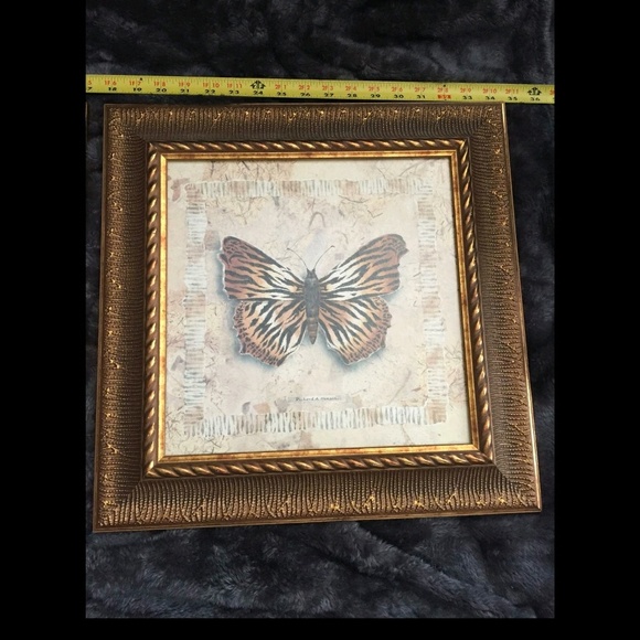 Butterfly Pictures - Picture 2 of 3